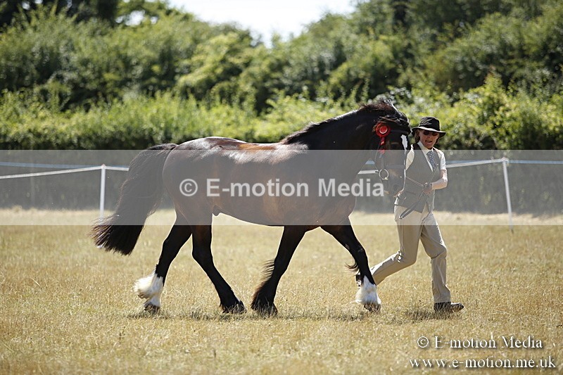 _C7A0115 - In Hand Championship BVRC Show 2018