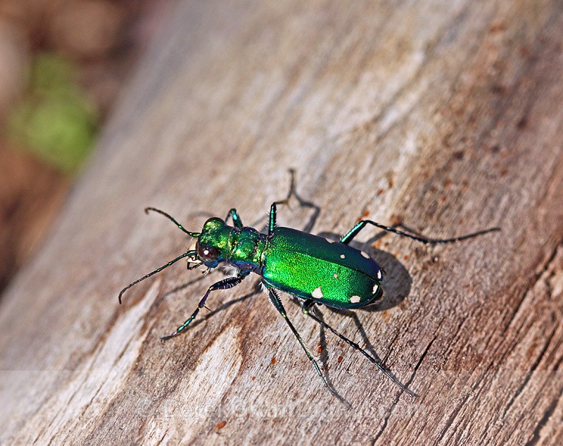 Six-spotted Tiger Beetle - Bees, Beetles, Bugs