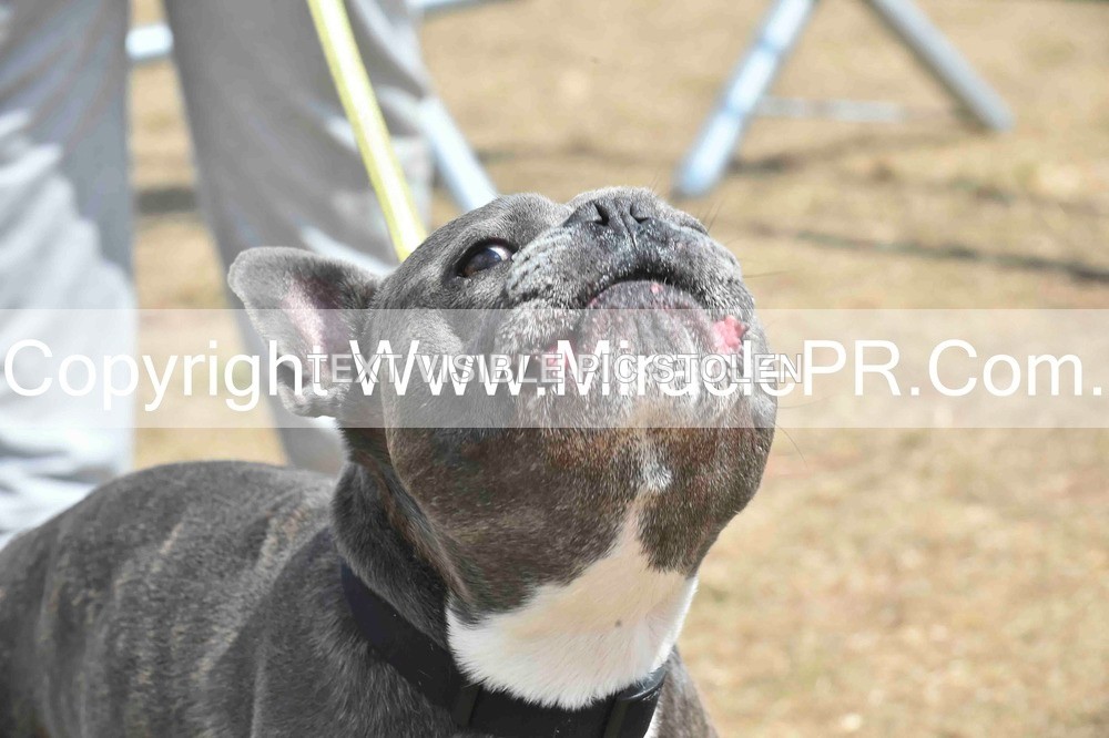 SH4_0066 - Dog show.