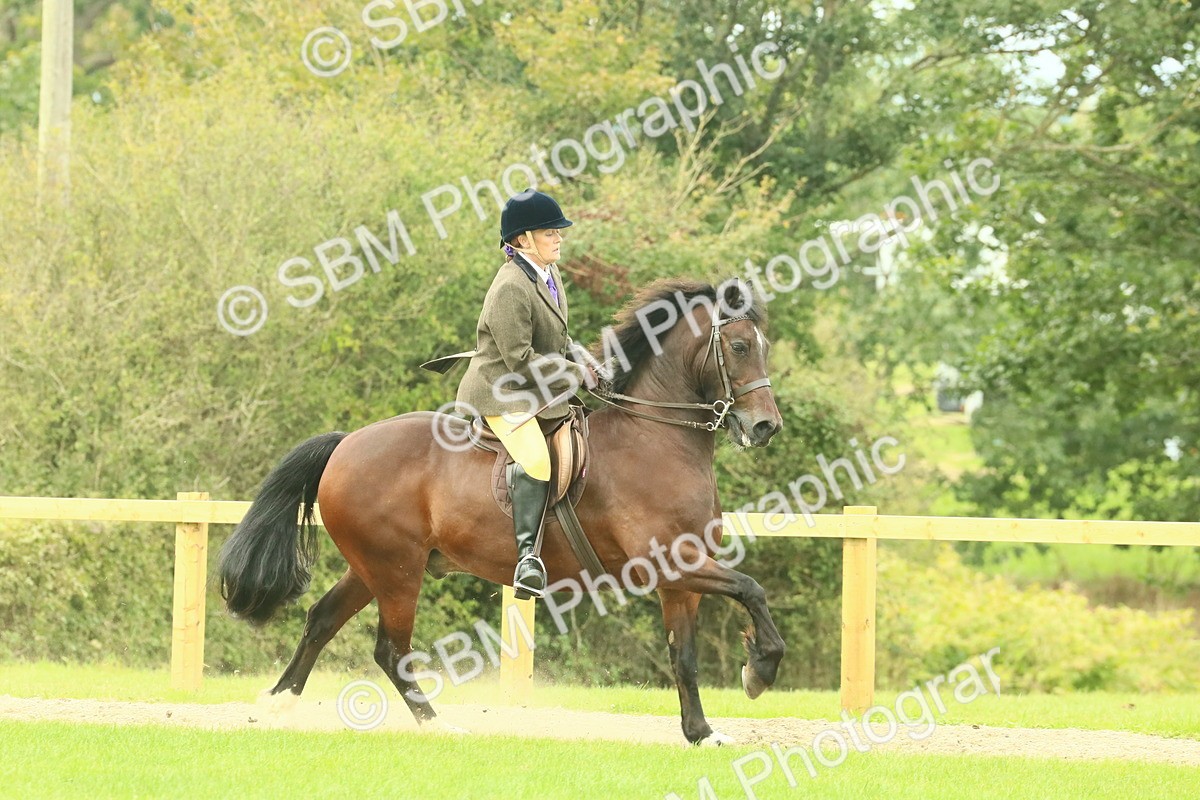 SBM_71879 - S60 - Mountain & Moorland Ridden Large Breeds