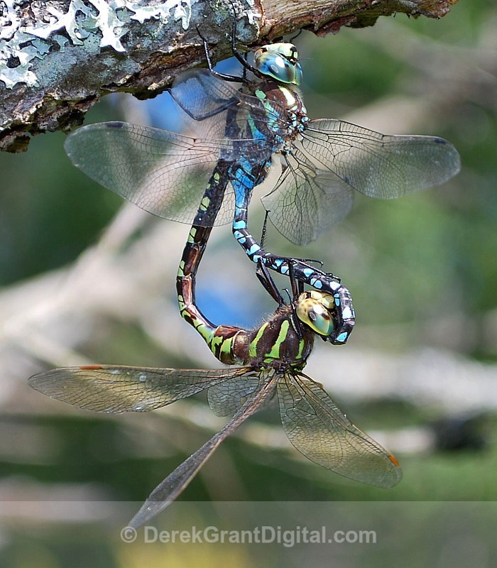 Aeshna constricta: Mating Wheel