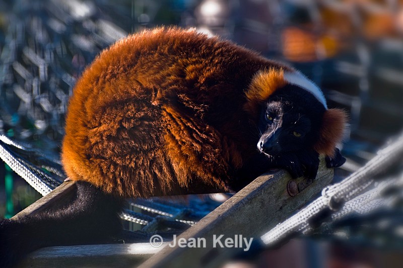 Red Ruffed Lemur - 7400 - Lemurs