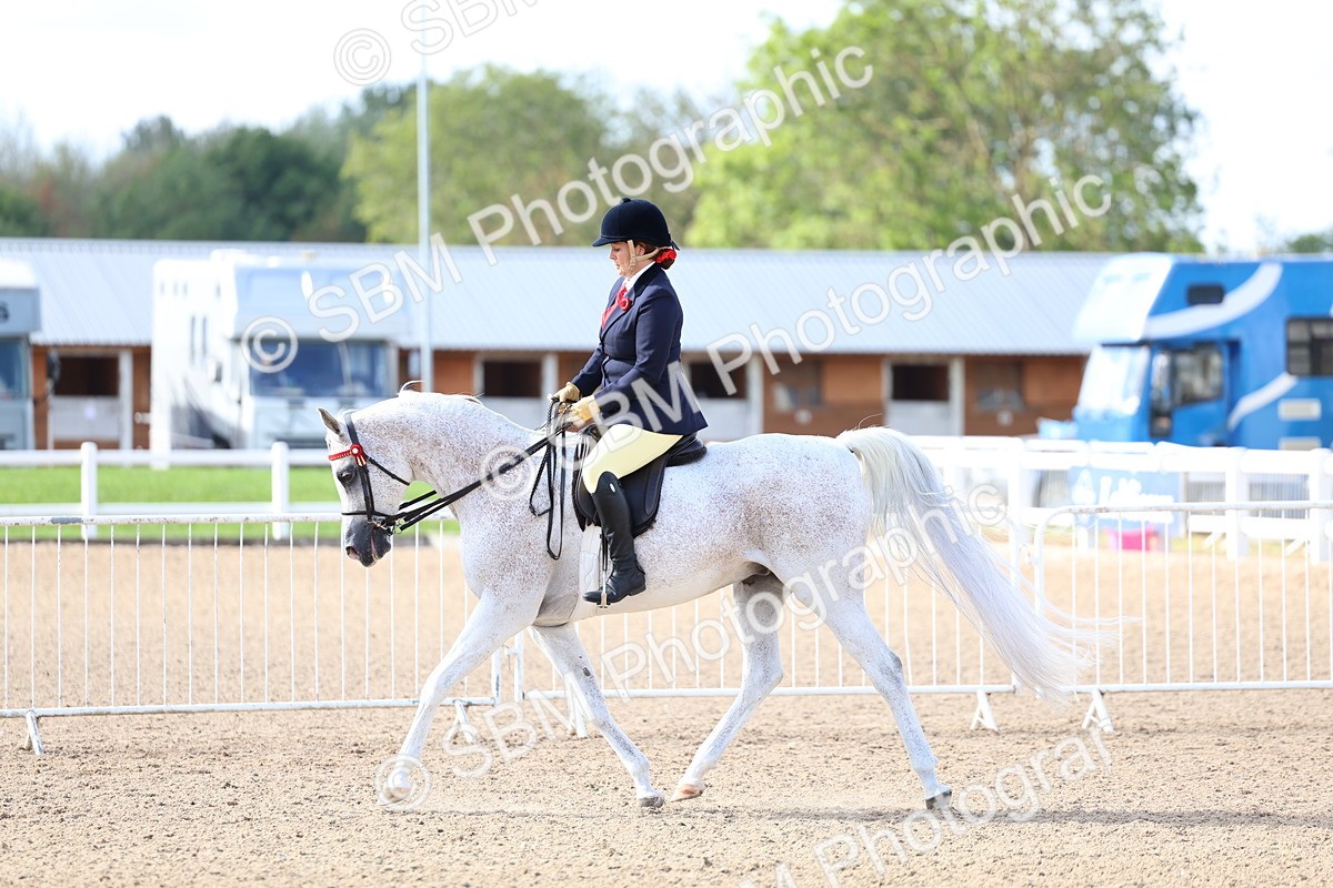 SBM_10863 - Class 305 - Ridden Foreign Breeds - Pure Bred