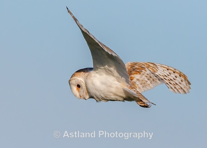 Astland Photography, Bird and Wildlife Images, Susan and Peter Wilson, U.K.