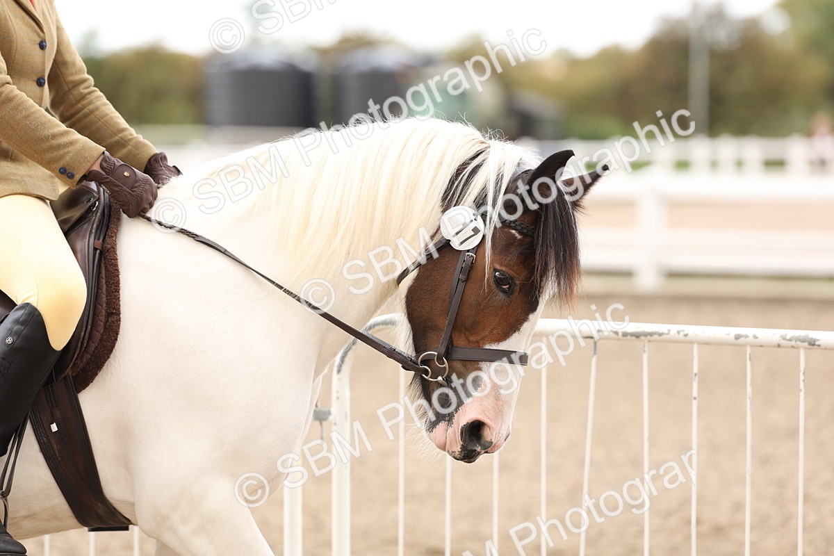 SBM_04177 - Class 54 - Riding Club Horse/Pony