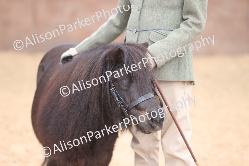 20251109-0311 - Class 13 - Mares 4 Years and Over