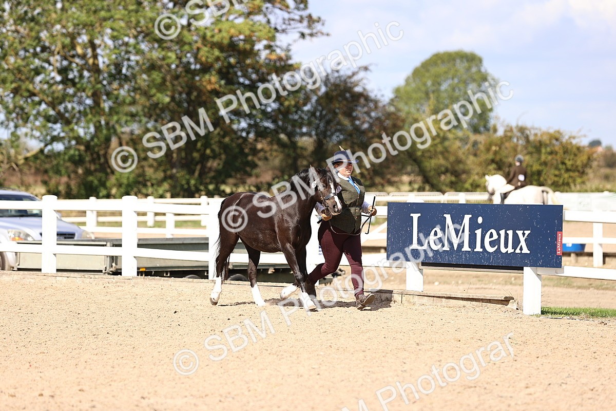 SBM_14248 - Class 411 - Prettiest Mare (IH OR Ridden) Adult