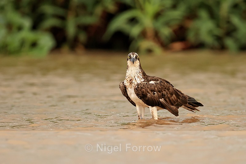 Osprey staring, Rio Sao Lourenco, Mato Grosso, Brazil - Osprey