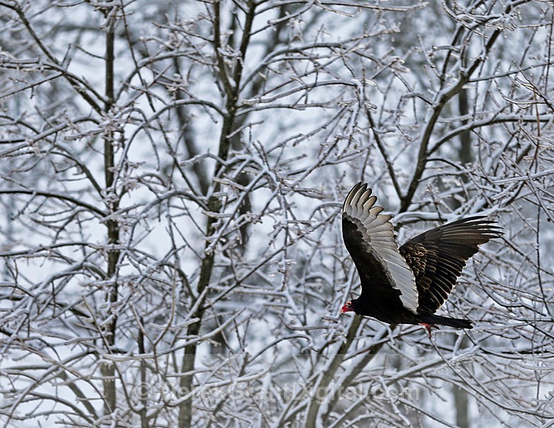 Turkey Dinner - Top Sellers