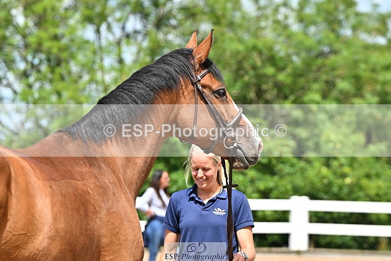240718A-105257-01371 - Trot Up 12pm to 1pm