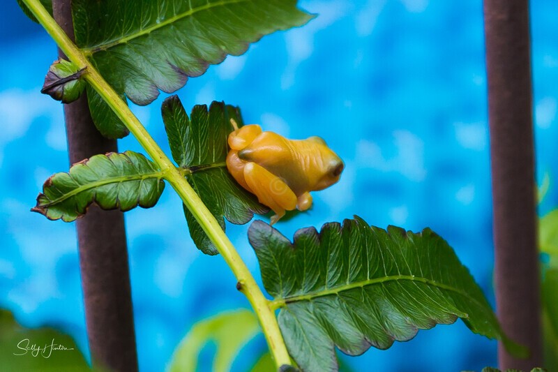 3 Golden Green Tree Frog - Green Frogs - Golden Variation