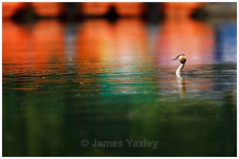 Water Colour Grebe  - Latest Work