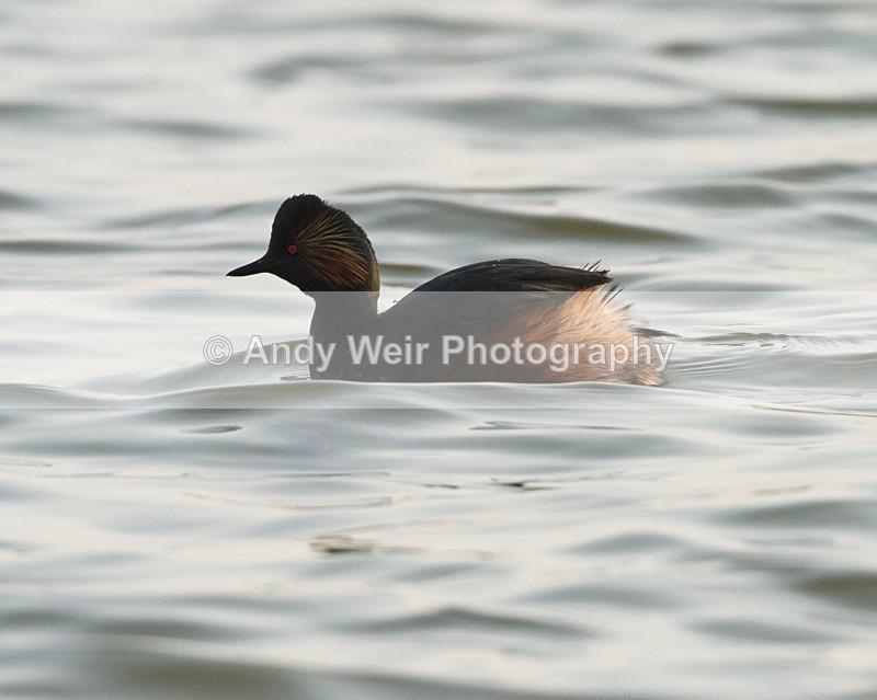 20110328-IMG_2999 - Black-necked Grebe