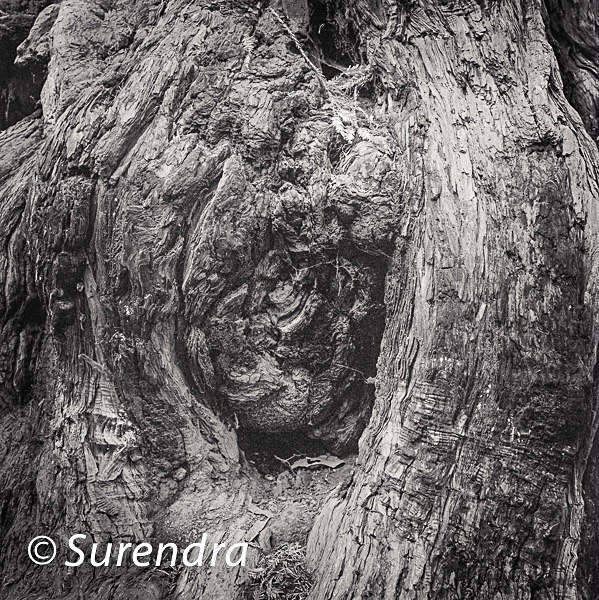 Bark 53 - Bark 2