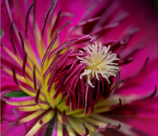 Clem - Floria Macro