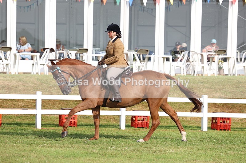 3E7A8220 - Class 2: Rising Star Large Hack/Riding Horse