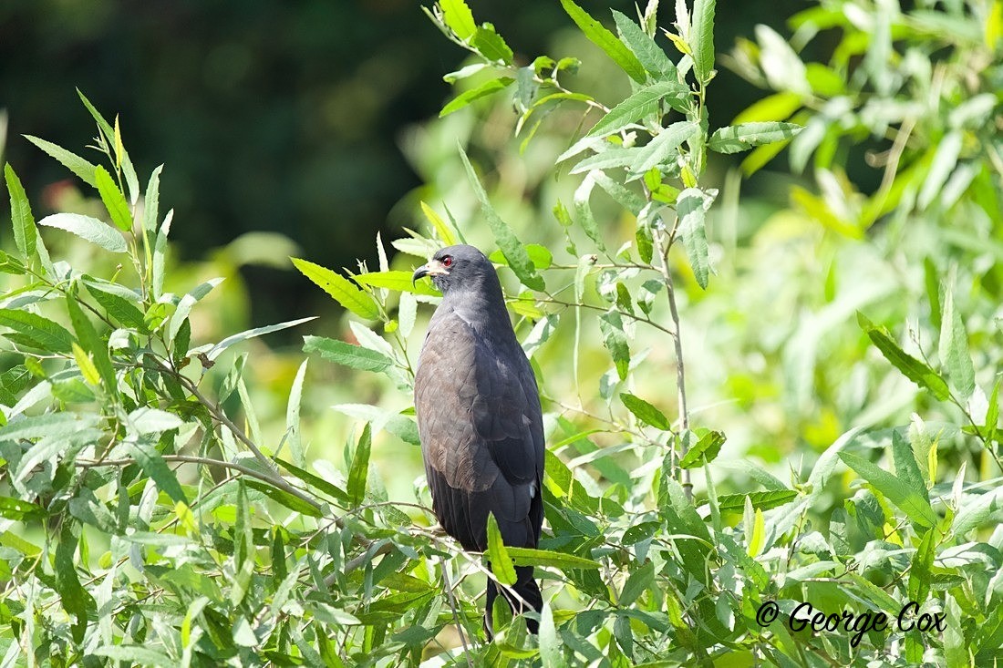 Hawk - Brazil
