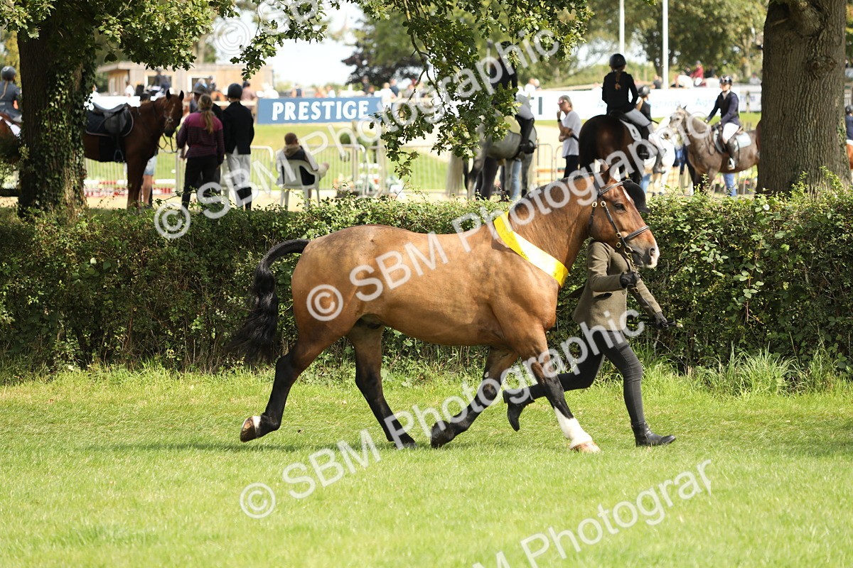 SBM_66257 - In Hand Pony & Youngstock Supreme Championship