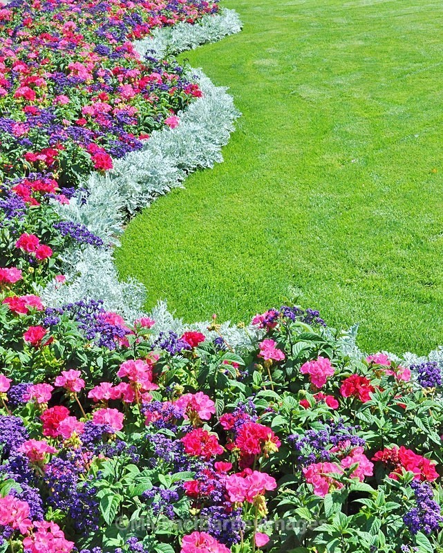 Curved Color - Flora and Fauna