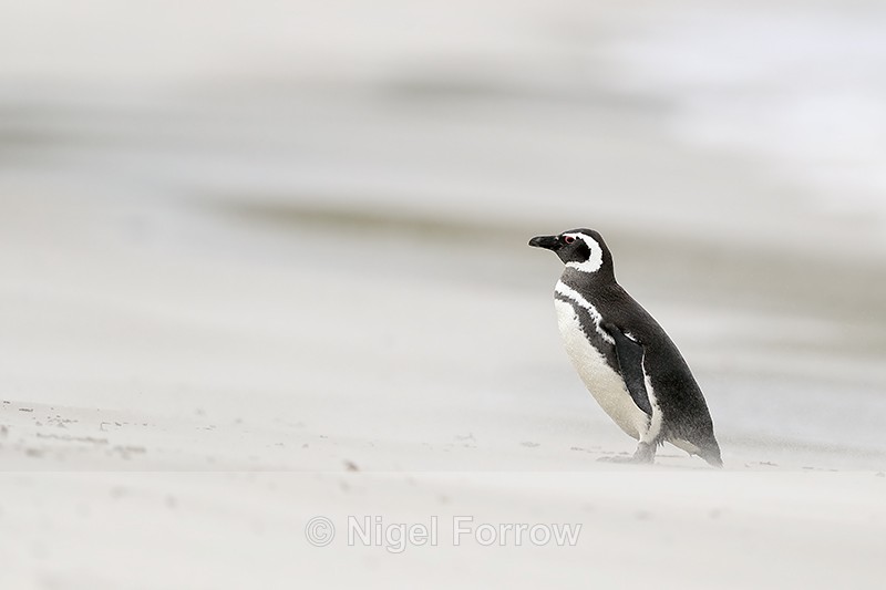 Magellanic penguin in blowing sand, Carcass Island - Magellanic Penguin