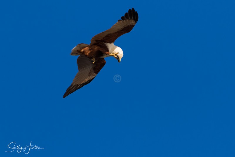 Brahminy Kite scratching