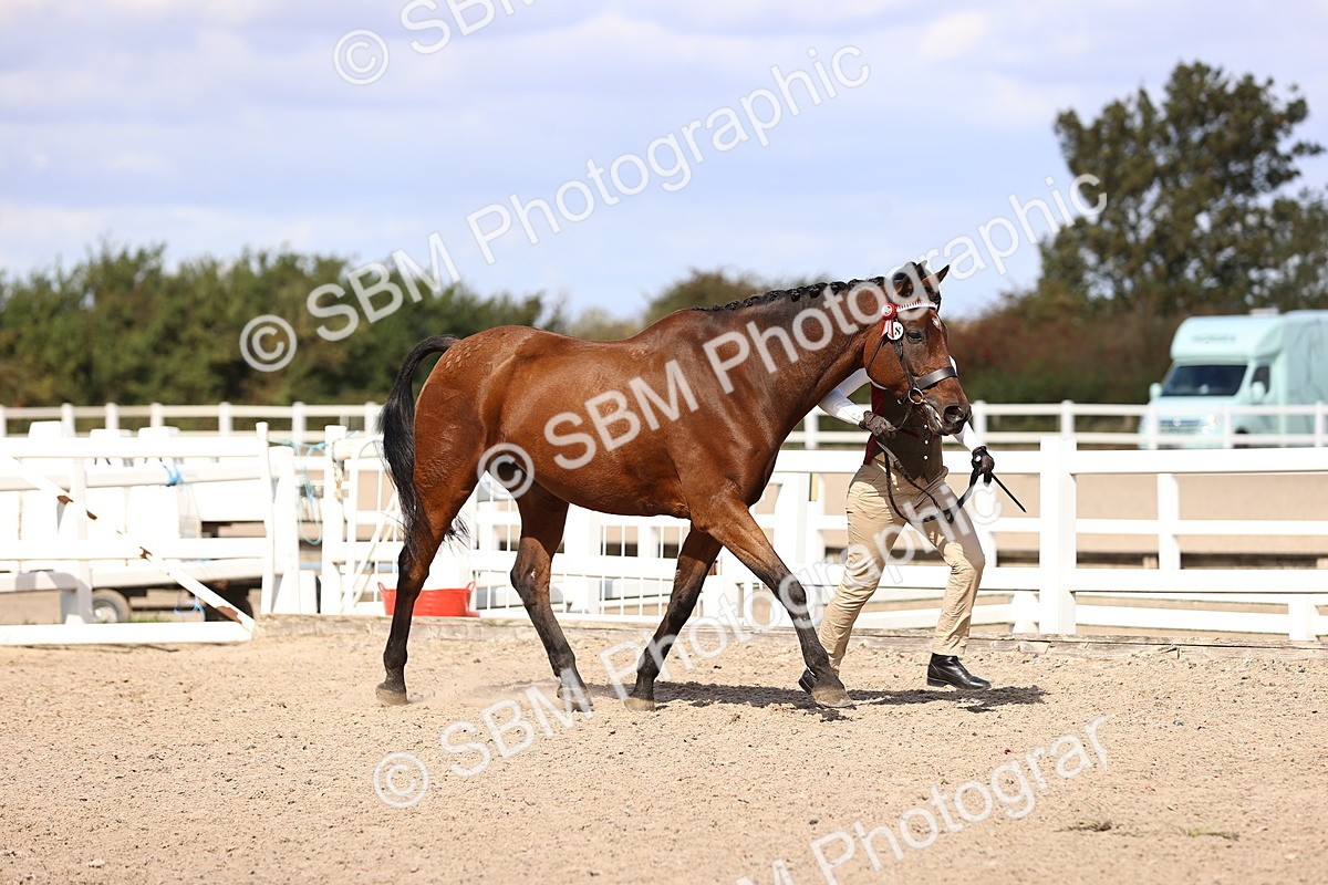SBM_14370 - Class 412 - Handsomest Gelding (IH or Ridden)Adult