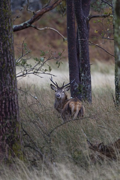 RED DEER, Isle of Mull ref rd 24b - RED DEER