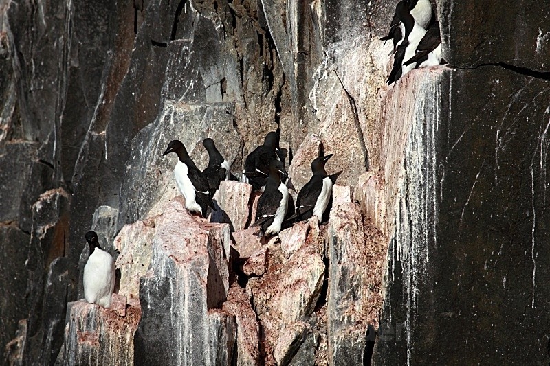 Common Guillemot 3051 - Wildlife