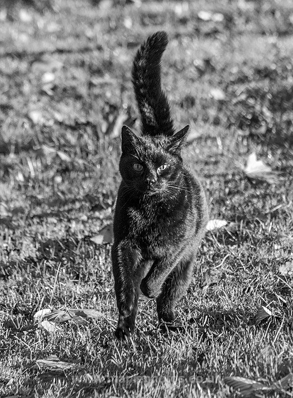 On the Hunt - Cats