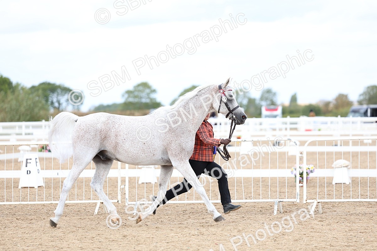 SBM_04006 - Class 25 - IH Foreign Breeds - Pure Bred