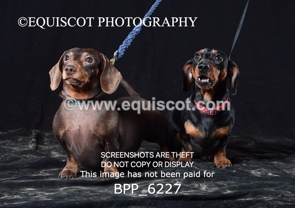 BPP_6227 - LESLEY GRANGER DOGS