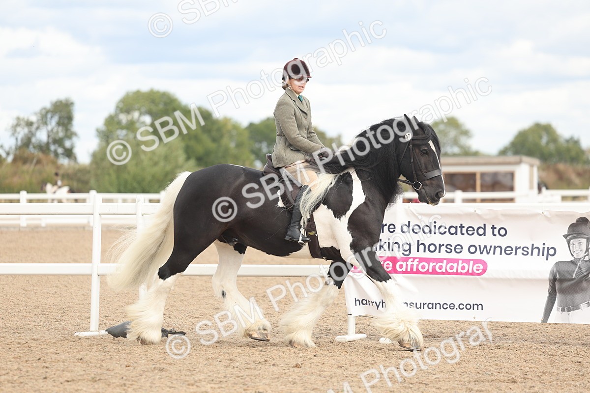 SBM_14725 - Class 308 - Ridden Coloured Horse