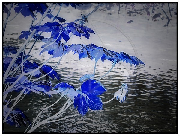 Out_of_the_Blue - Everything Else