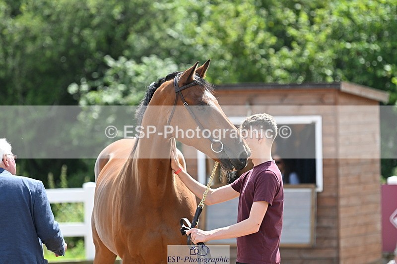 240717A-150235-02474 - Trot Up 3pm to 4pm