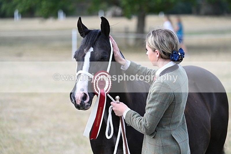 WJ7_8380 - In-hand Championship