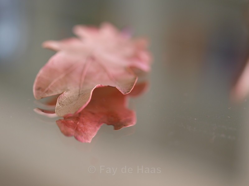  - Autumn Leaves