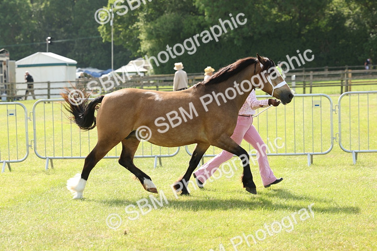 SBM_02073 - Class 6-13 - Mountatin and Moorland In Hand Welsh Breeds