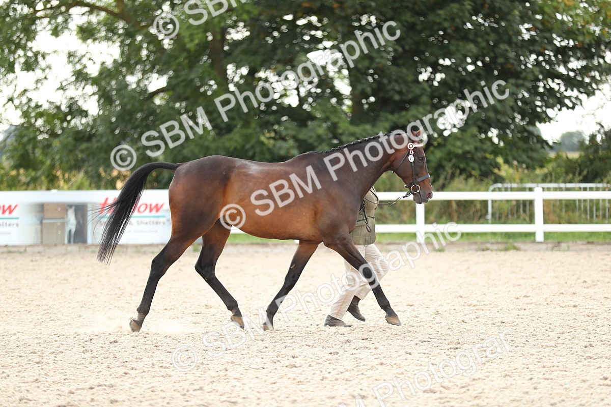 SBM_08524 - Class 28 - IH Veteran Horse