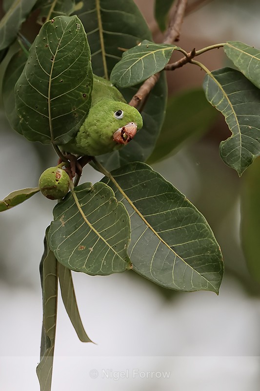 Yellow-chevroned Parakeet eating fruit, Porto Jofre, Brazil - Yellow-chevroned Parakeet
