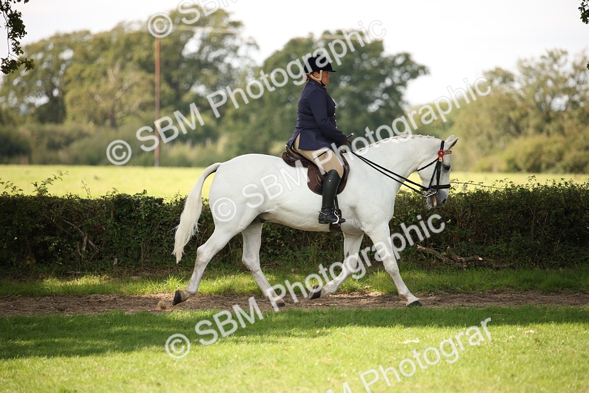 SBM_65917 - S64 - Riding Horse & Hack & Thoroughbred Ridden
