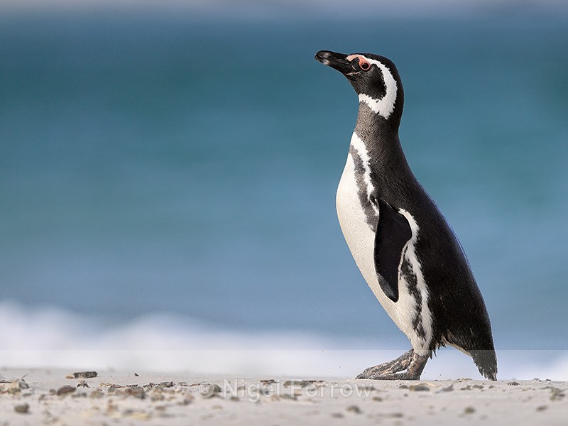 Magellanic Penguin side view, Carcass Island, Falklands - Magellanic Penguin