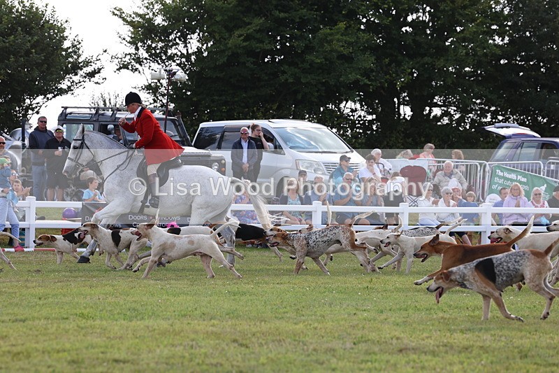 3E7A3440 - Parade of Hounds