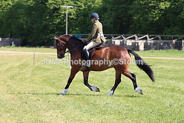 IMG_4375 - Working Hunter