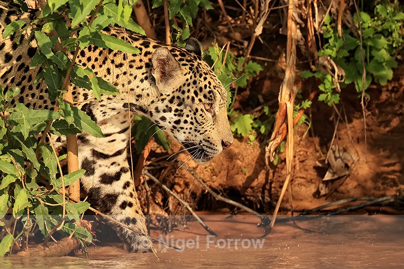 Jaguar enters river, Mato Grosso, Brazil - Jaguar
