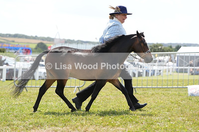 DSC06563 - Class 57: Miniature Horse 4yrs & over