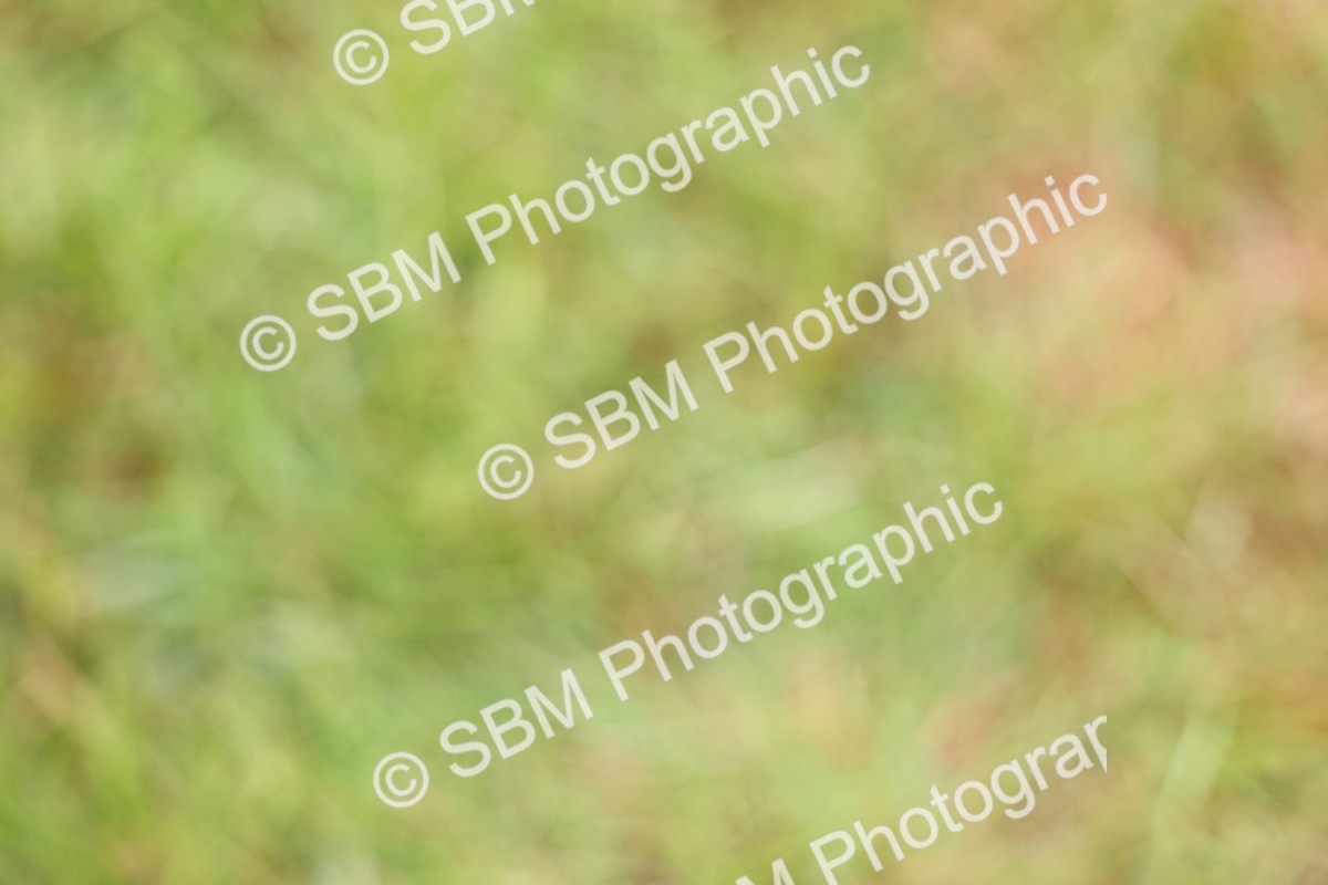 SBM_02846 - Class 9-11 Side Saddle including LIHS Rising Star Ladies Show Horse