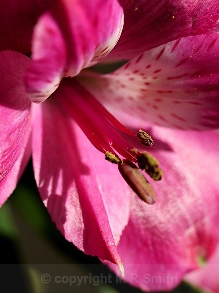 Alstromeira, Stamen Shadows - MACRO & CLOSE UPS