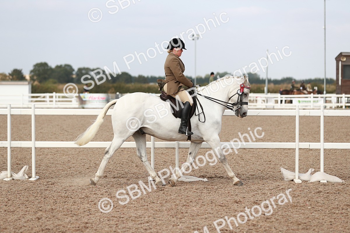 SBM_17458 - Class 215 Ridden Hack/ Riding Horse