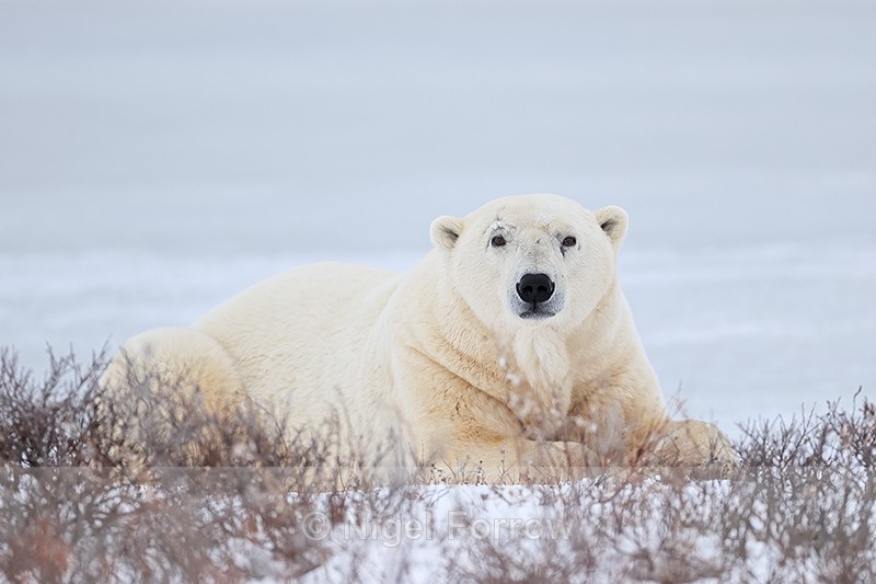 Eye contact with Polar Bear, Churchill - Polar Bear