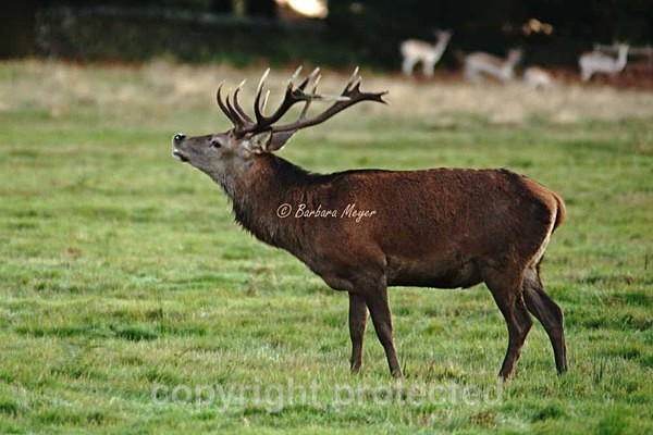 Red Deer Stag exhaling -Bradgate Park - Bradgate Park